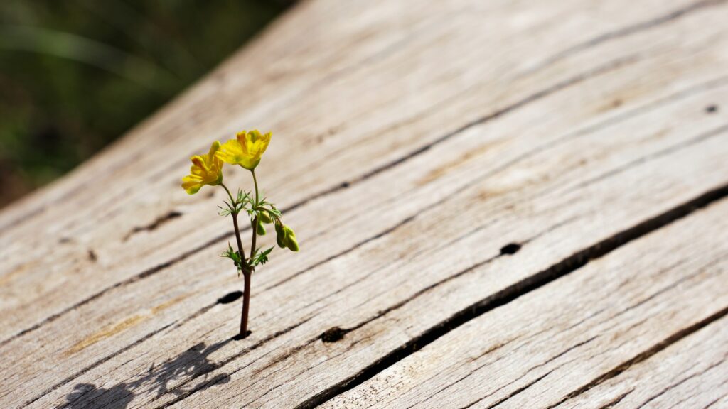 Versículos sobre soledad